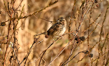 Song sparrow [Melospiza melodia melodia]