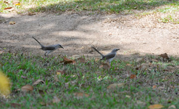 Tropical mockingbird [Mimus gilvus gilvus]