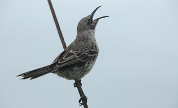 Españolaspottdrossel [Mimus macdonaldi]