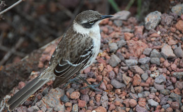 Galápagos mockingbird [Mimus parvulus parvulus]