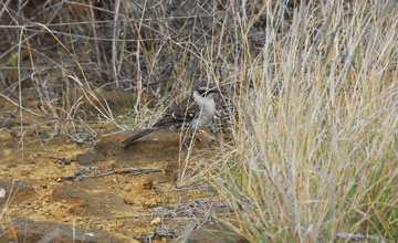 Galápagos mockingbird [Mimus parvulus personatus]