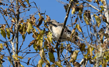 Gartenspottdrossel [Mimus polyglottos polyglottos]