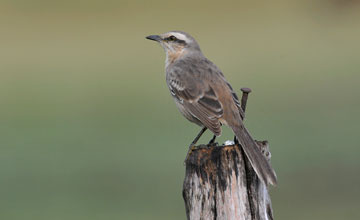 Chalk-browed mockingbird [Mimus saturninus]