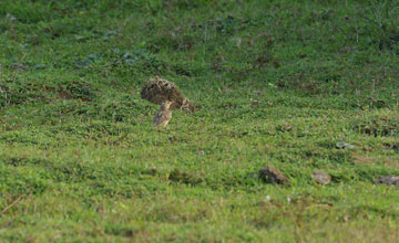 Jerdon's bush lark [Mirafra affinis]