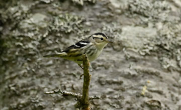 Black-and-white warbler [Mniotilta varia]