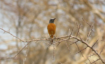 Short-toed rock thrush [Monticola brevipes brevipes]