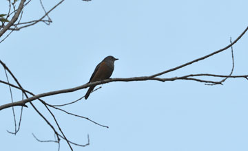 Forest rock thrush [Monticola sharpei]