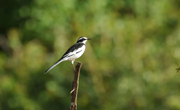 African pied wagtail [Motacilla aguimp vidua]