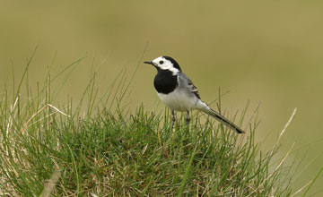 Bachstelze [Motacilla alba alba]