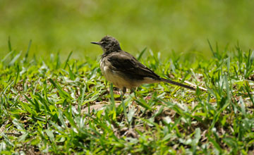 Cape wagtail [Motacilla capensis wellsi]