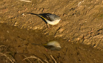 Grey wagtail [Motacilla cinerea cinerea]