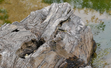 Citrine wagtail [Motacilla citreola calcarata]