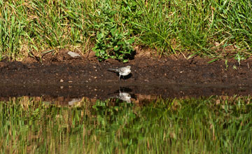 Citrine wagtail (juv.) [Motacilla citreola citreola]