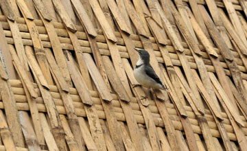 Mountain wagtail [Motacilla clara clara]