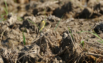 Iberian yellow wagtail [Motacilla flava iberiae]