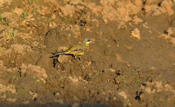 Dark-headed wagtail [Motacilla flava thunbergi]