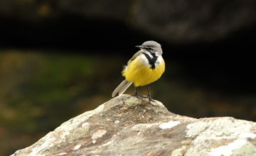 Madagascan wagtail [Motacilla flaviventris]