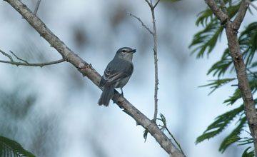 Ashy flycatcher [Muscicapa caerulescens]