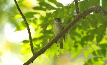 Asian brown flycatcher [Muscicapa dauurica poonensis]