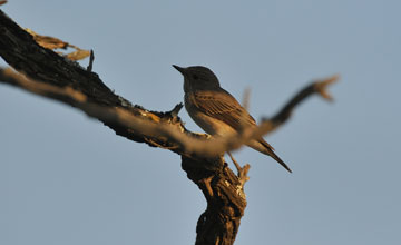 Spotted flycatcher [Muscicapa striata striata]