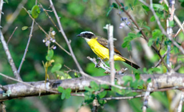 Rusty-margined flycatcher [Myiozetetes cayanensis cayanensis]