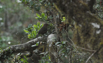 Sri lanka whistling thrush [Myophonus blighi]