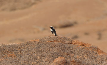 Mountain wheatear [Myrmecocichla monticola monticola]