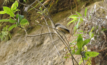 Graunackentimalie [Neomixis tenella]