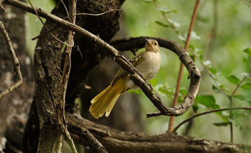 Eastern nicator [Nicator gularis]