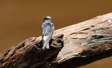 Schwarzsteissschwalbe [Notiochelidon cyanoleuca]