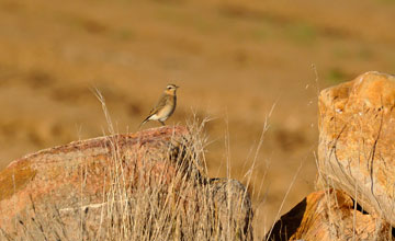 Western black-eared wheatear [Oenanthe hispanica]