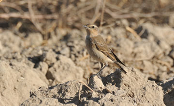 Northern wheatear [Oenanthe oenanthe oenanthe]