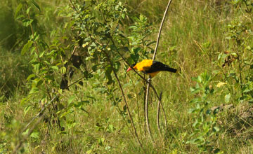 Black-naped oriole [Oriolus chinensis celebensis]