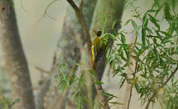 Black-headed oriole [Oriolus larvatus larvatus]