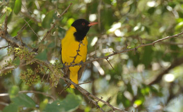 Ethiopian oriole [Oriolus monacha monacha]