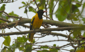 Black-hooded oriole [Oriolus xanthornus ceylonensis]