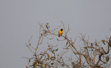 Black-hooded oriole [Oriolus xanthornus xanthornus]