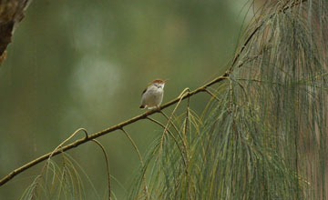 Rotstirn-Schneidervogel [Orthotomus sutorius fernandonis]
