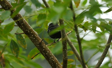 Thick-billed seed-finch [Oryzoborus funereus]