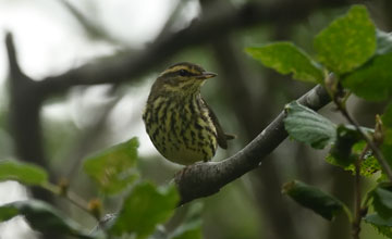 Northern waterthrush [Parkesia noveboracensis]