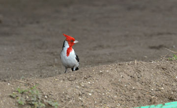 Graukardinal [Paroaria coronata]