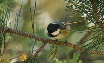 Great tit [Parus major corsus]