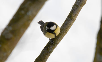 Great tit [Parus major major]