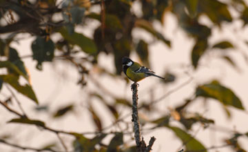 Green-backed tit [Parus monticolus monticolus]