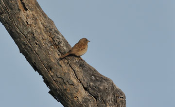 Southern grey-headed sparrow [Passer diffusus stygiceps]