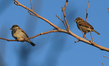 Weidensperling [Passer domesticus domesticus]