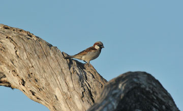 Haussperling [Passer domesticus indicus]