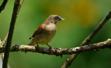 Northern grey-headed sparrow [Passer griseus]