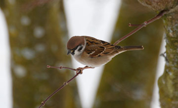 Feldsperling [Passer montanus montanus]