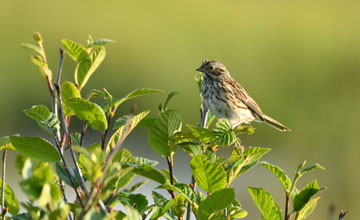 Savannah sparrow [Passerculus sandwichensis labradorius]